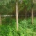 国槐10公分以上