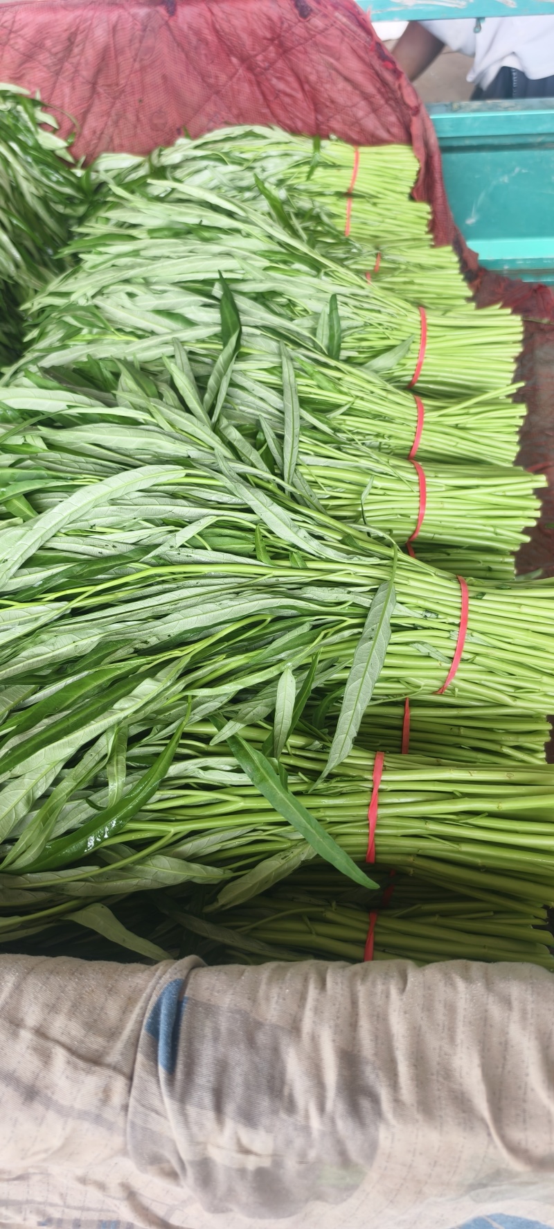 精品空心菜可供市场商超食堂需要的联系我