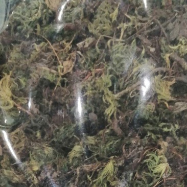 茴芯草回心草
