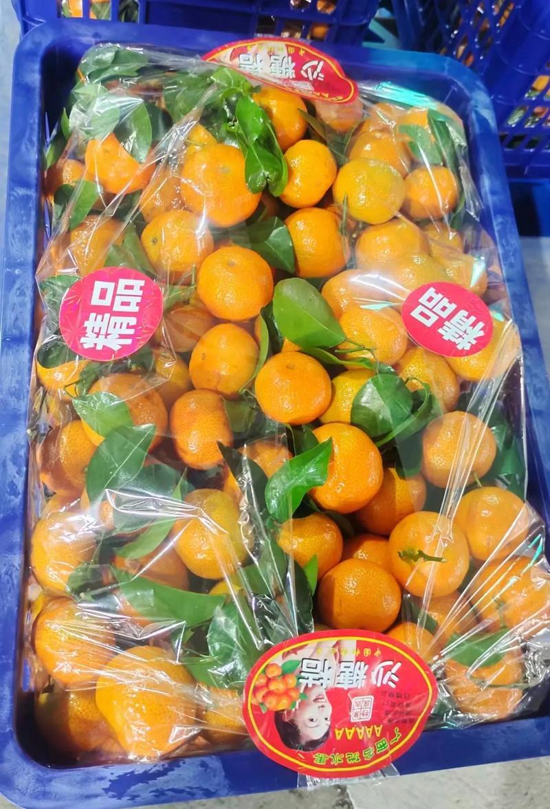 砂糖橘金秋产地一手货源看货採货口感纯甜颜色火红