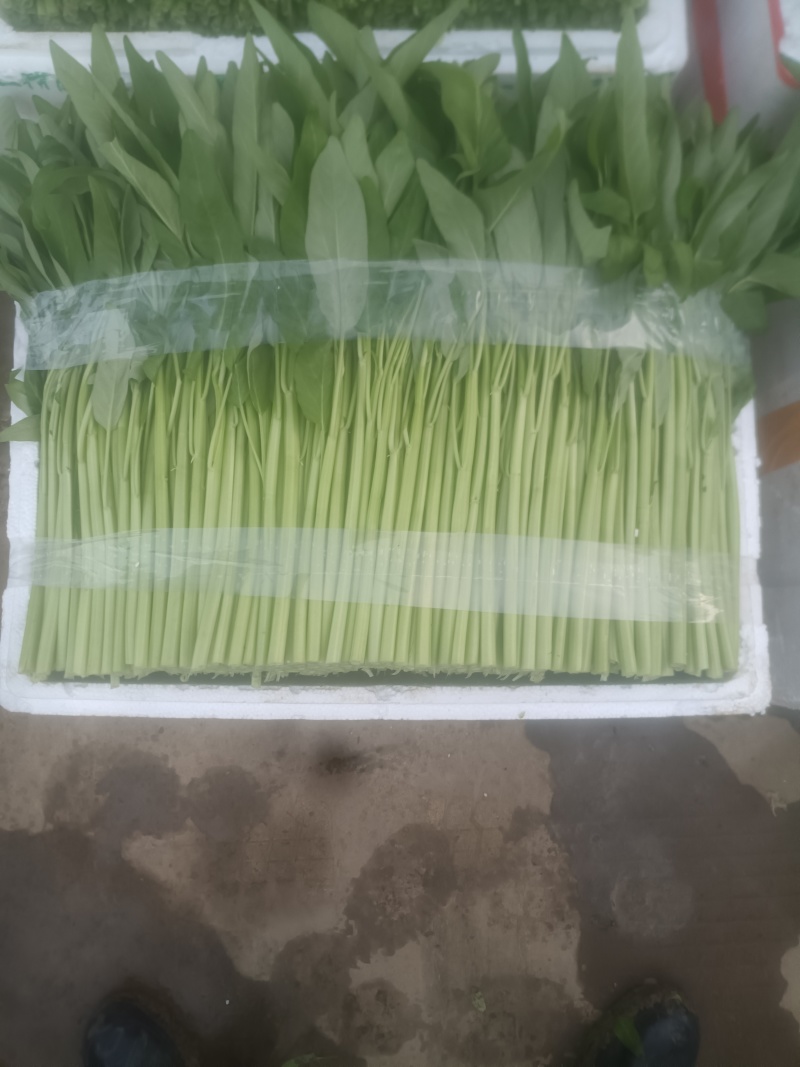 精品泡沫箱空心菜，产地直发，常年供应