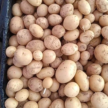 迷你小土豆黄皮黄心油炸小土豆