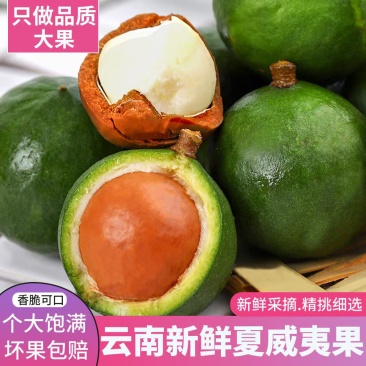 新鲜采摘云南夏威夷果全国发货规格全大量供应