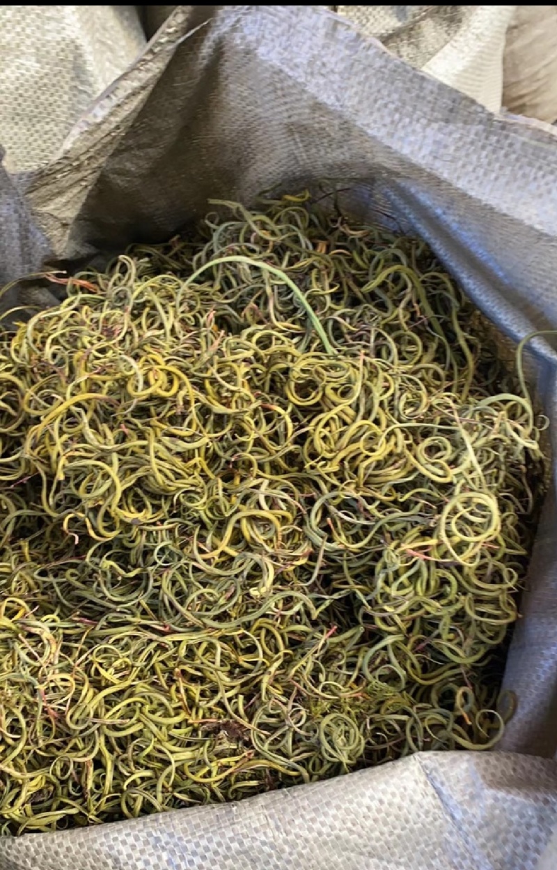 小叶肾精草化石草嗷嗷叫