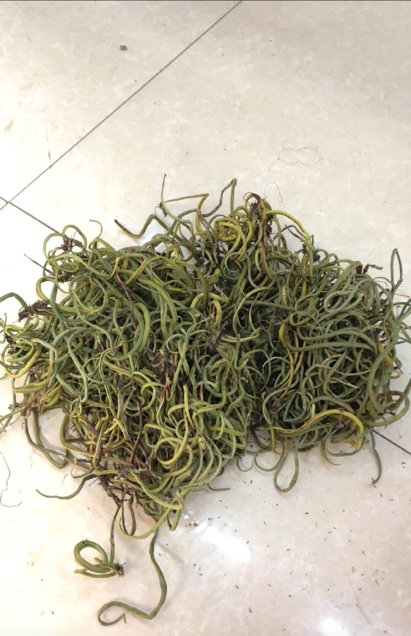 小叶肾精草化石草嗷嗷叫