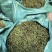 小叶肾精草化石草嗷嗷叫