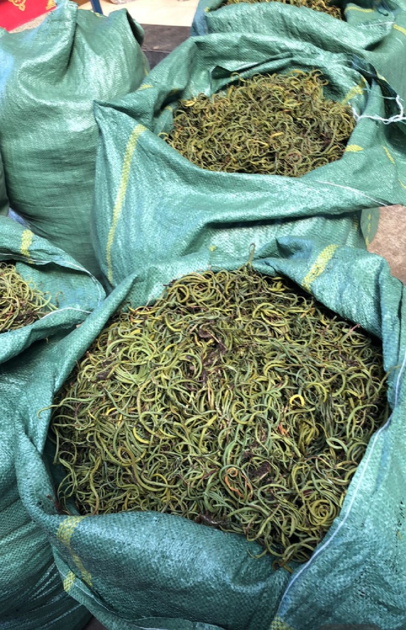 小叶肾精草化石草嗷嗷叫