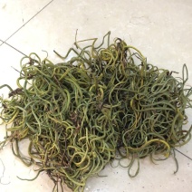 小叶肾精草化石草嗷嗷叫