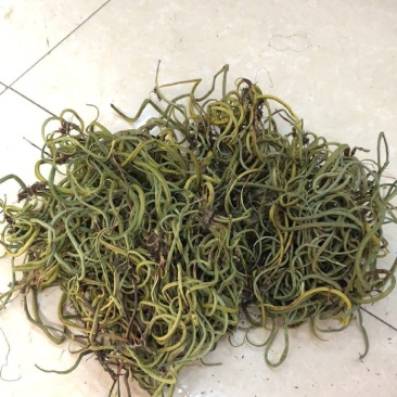 小叶肾精草化石草嗷嗷叫