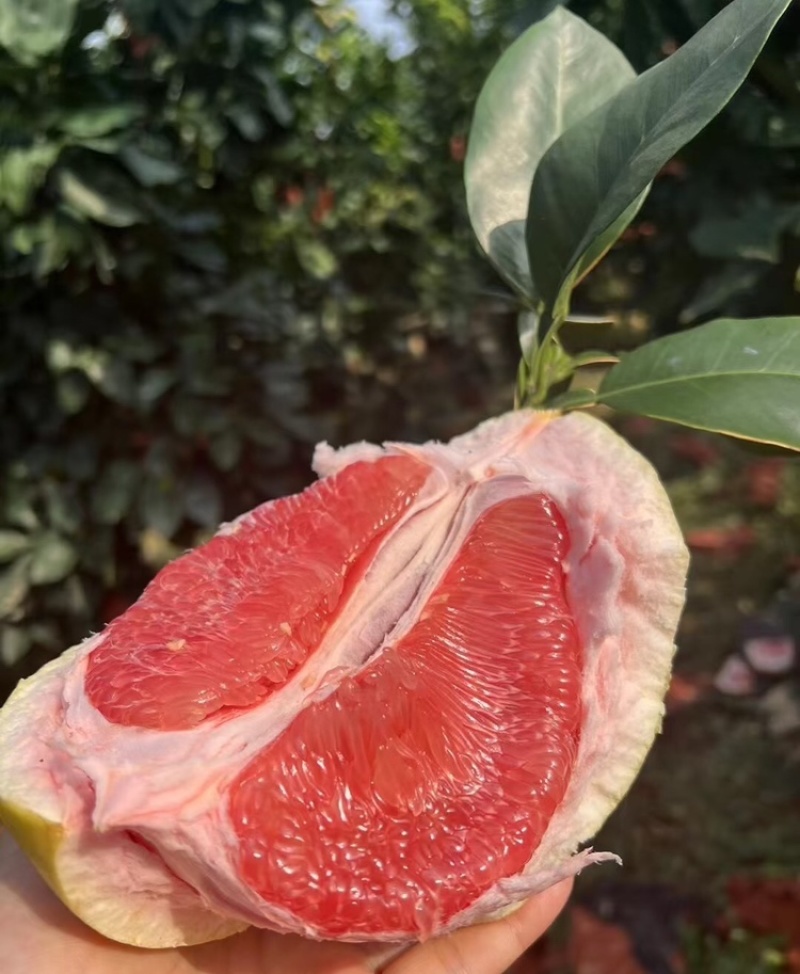 【实力供货】广西蜜柚皮薄多汁万亩果园持续供货代发全国