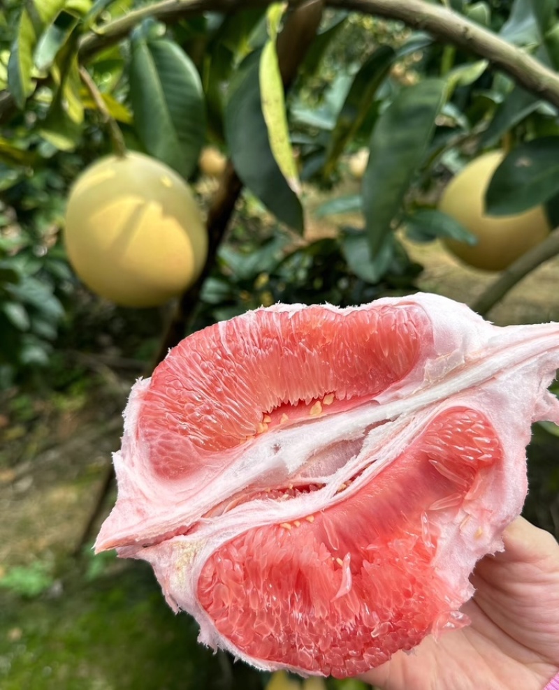 【实力供货】广西蜜柚皮薄多汁万亩果园持续供货代发全国