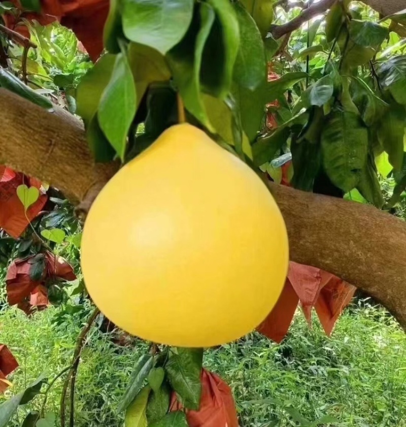 【实力供货】广西蜜柚皮薄多汁万亩果园持续供货代发全国