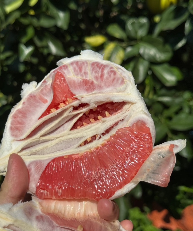 【实力供货】广西蜜柚皮薄多汁万亩果园持续供货代发全国