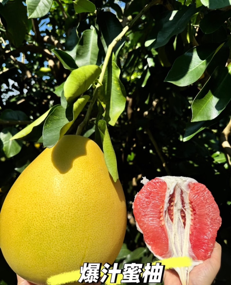 【实力供货】广西蜜柚皮薄多汁万亩果园持续供货代发全国