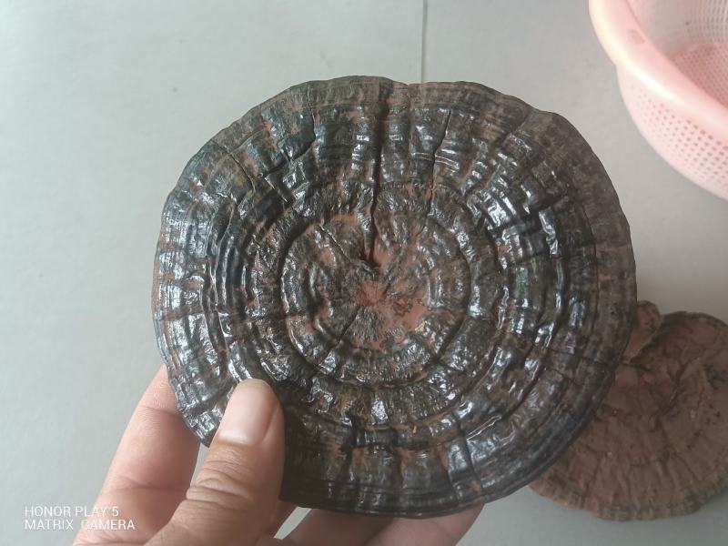 灵芝正宗野生假一赔十