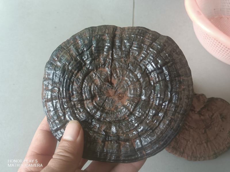 灵芝正宗野生假一赔十