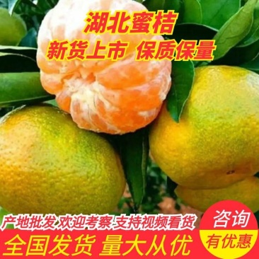 云南早熟蜜橘大量上市供应产地直供一手货源批发品质保证