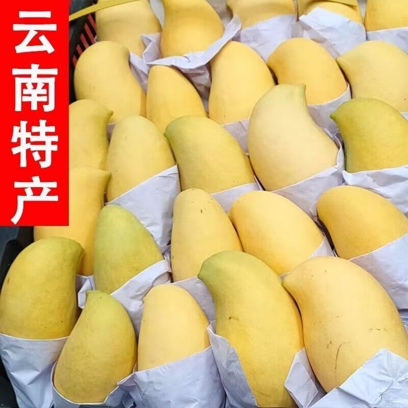 云南应季鹰嘴热带芒果新鲜采摘整箱批发