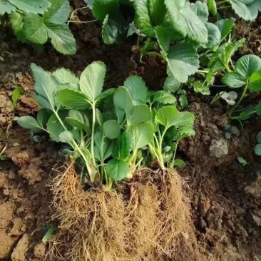 红颜草莓苗大量有货产地直发一手货源保质保量