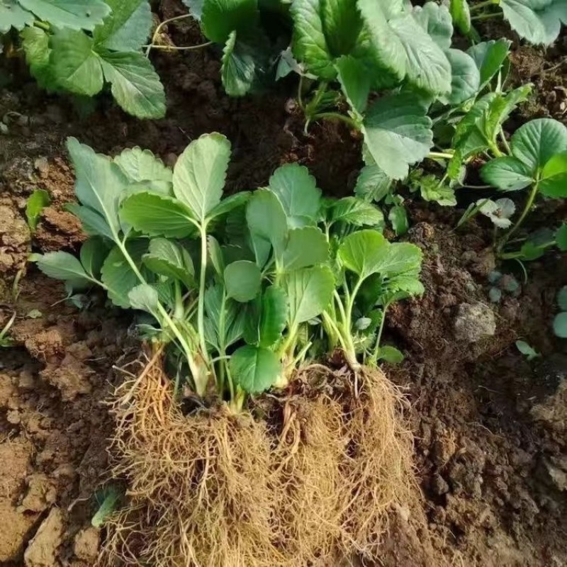 红颜草莓苗大量有货产地直发一手货源保质保量