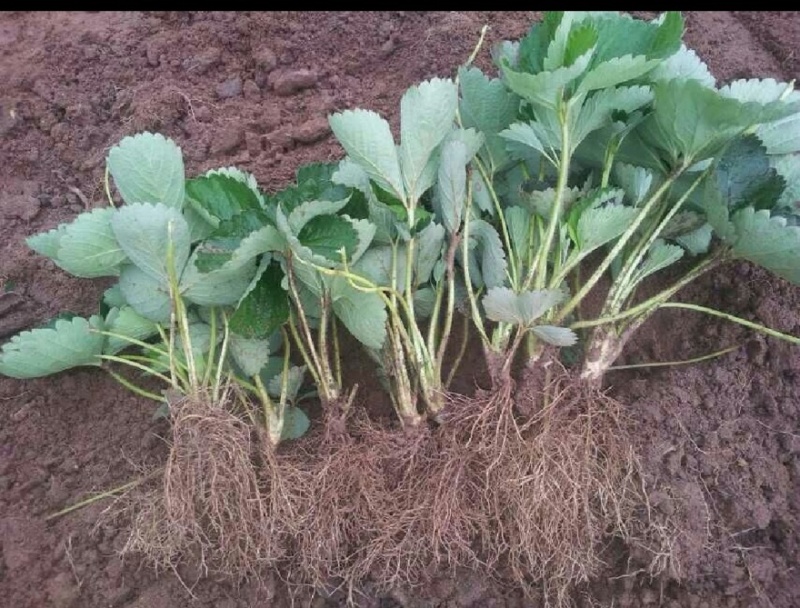 红颜草莓苗大量有货产地直发一手货源保质保量