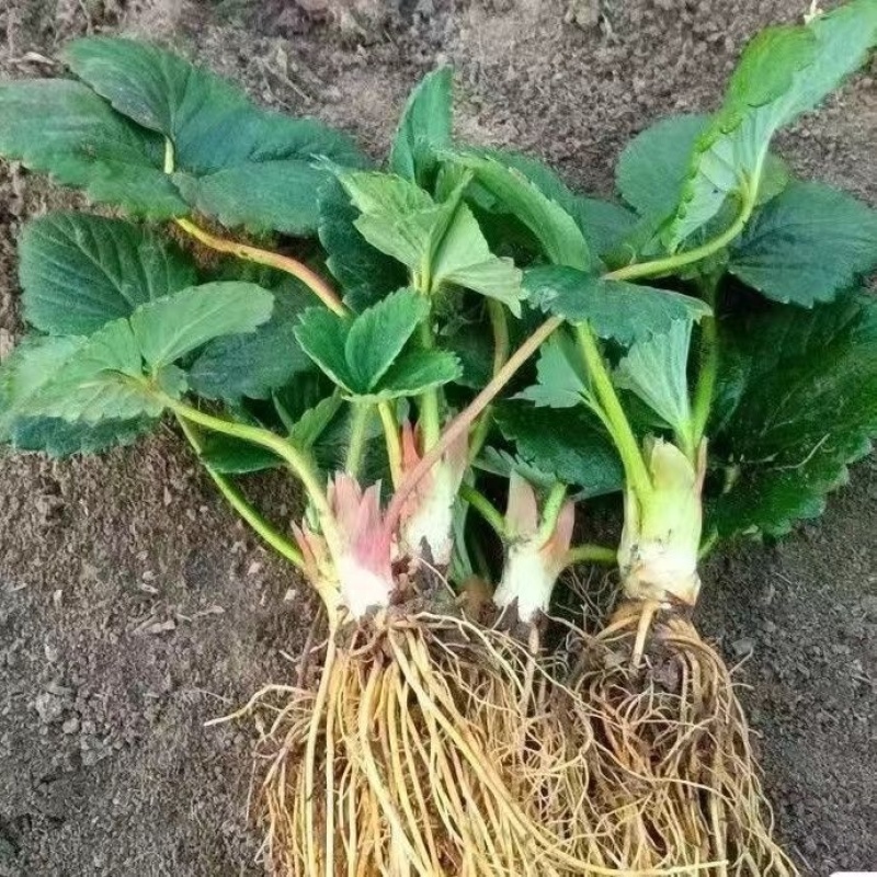 红颜草莓苗大量有货产地直发一手货源保质保量