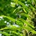 小叶肾精草化石草嗷嗷叫
