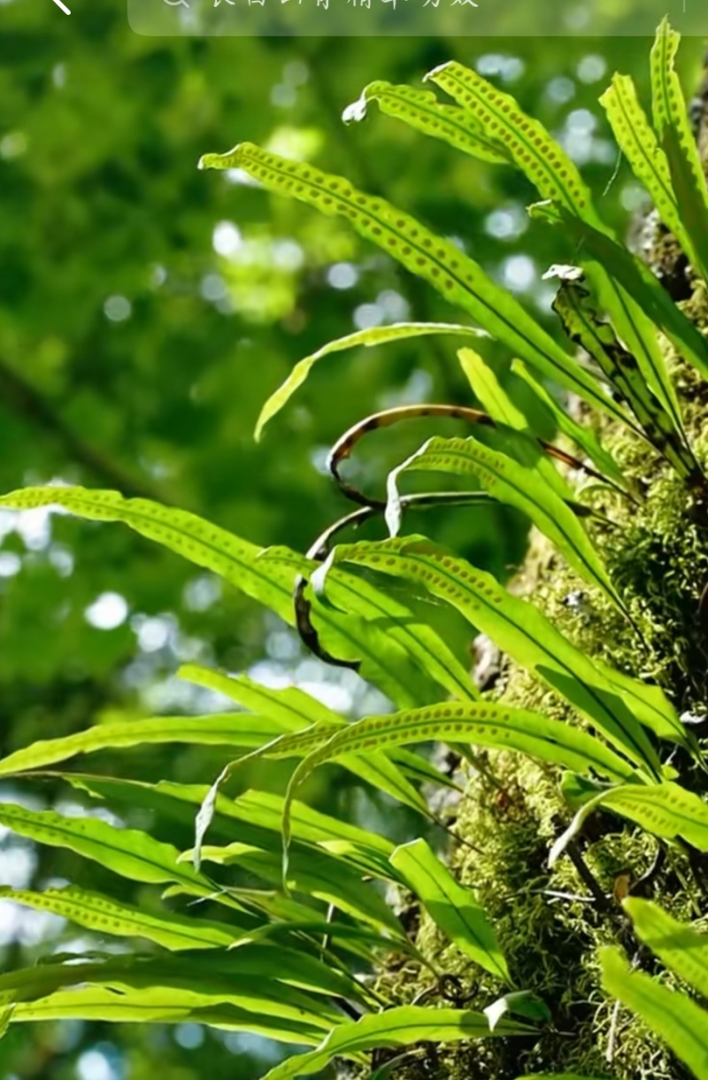 小叶肾精草化石草嗷嗷叫