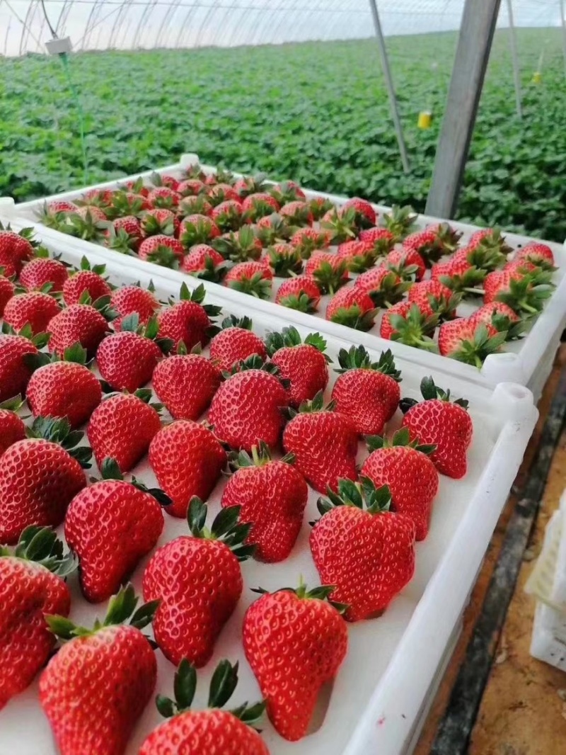 天仙醉草莓苗大量上市产地直发质量保障一手货源