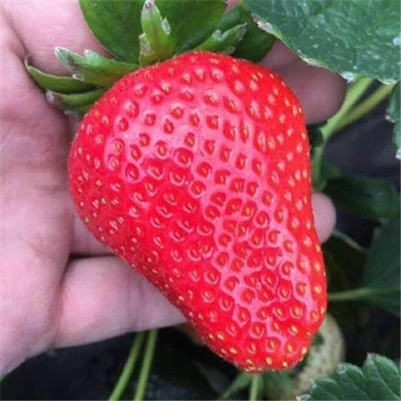 天仙醉草莓苗大量上市产地直发质量保障一手货源