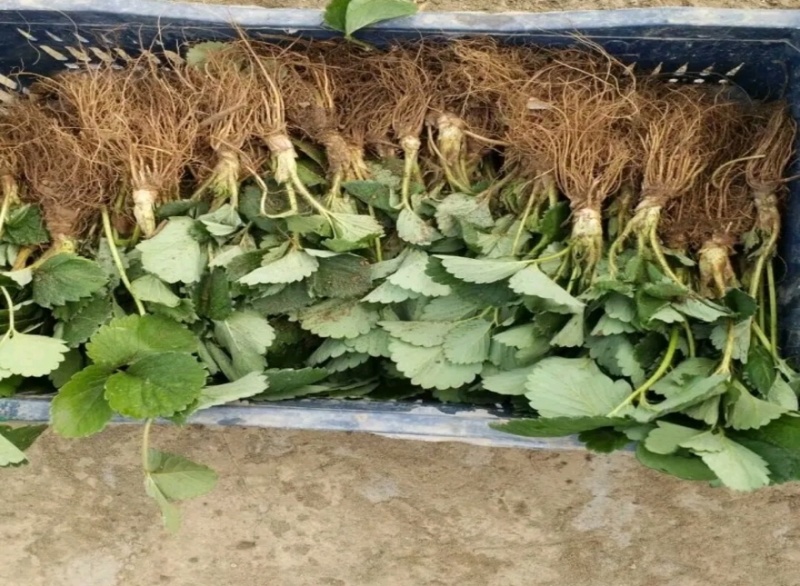 天仙醉草莓苗大量上市产地直发质量保障一手货源