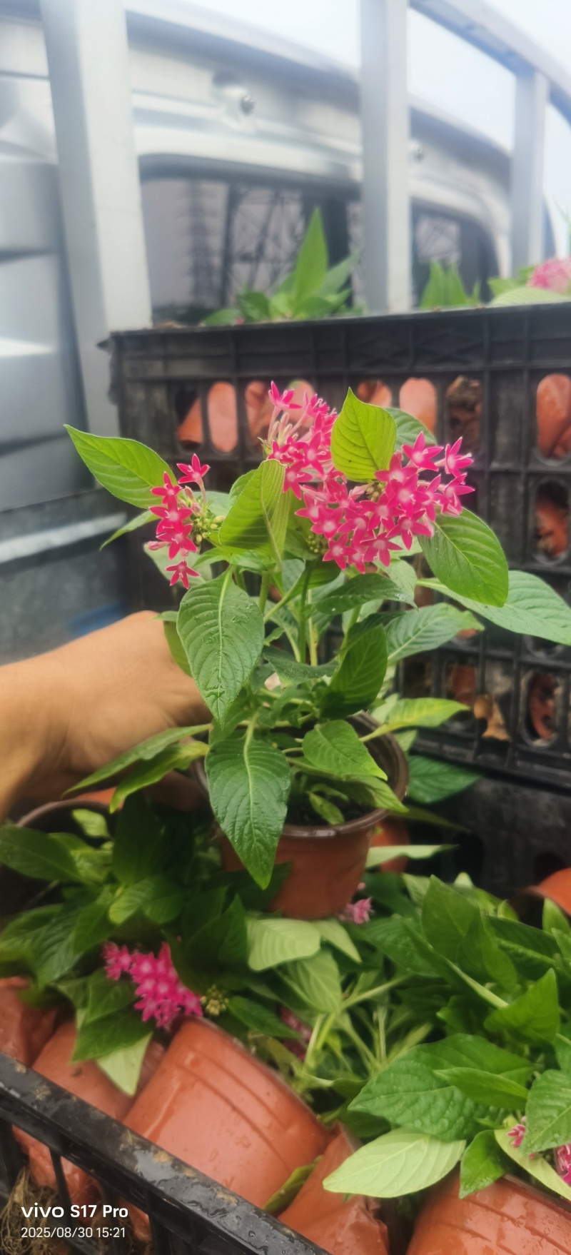 满天星，繁星花，五星花绿化苗
