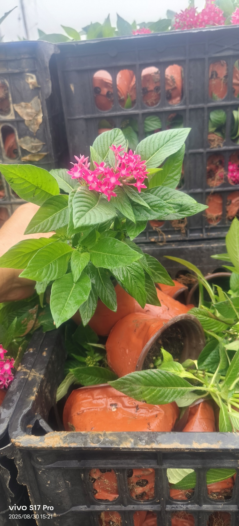 满天星，繁星花，五星花绿化苗
