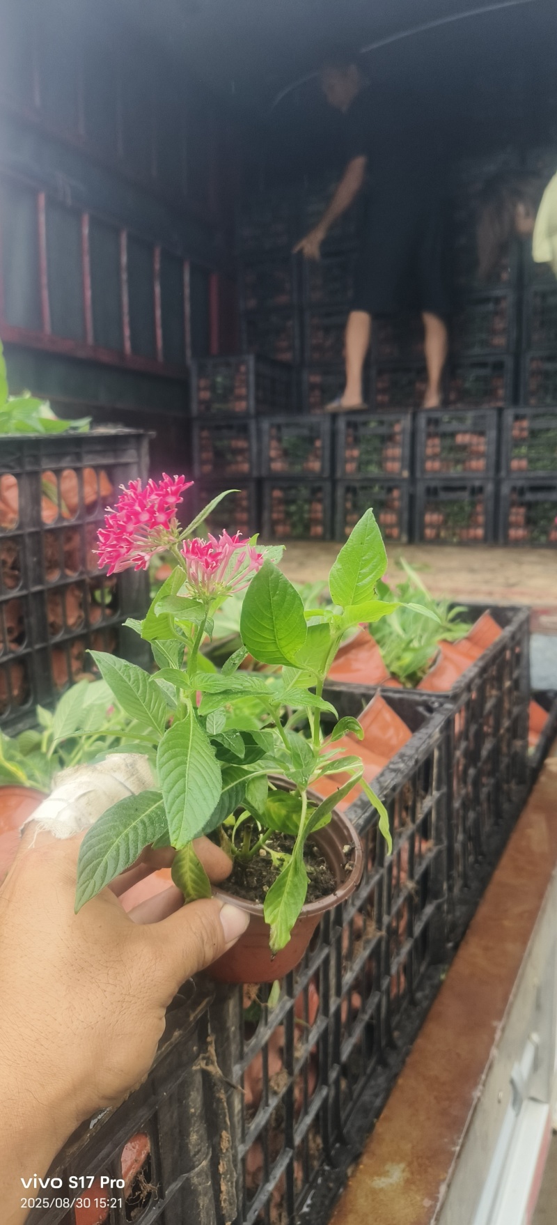 满天星，繁星花，五星花绿化苗
