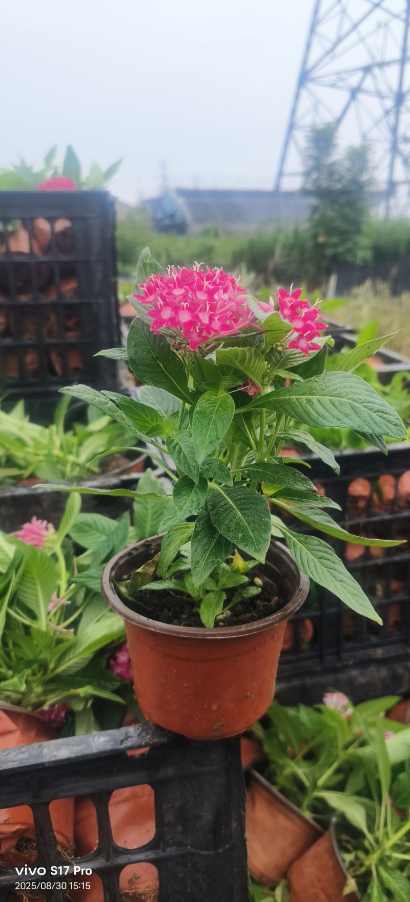 满天星，繁星花，五星花绿化苗