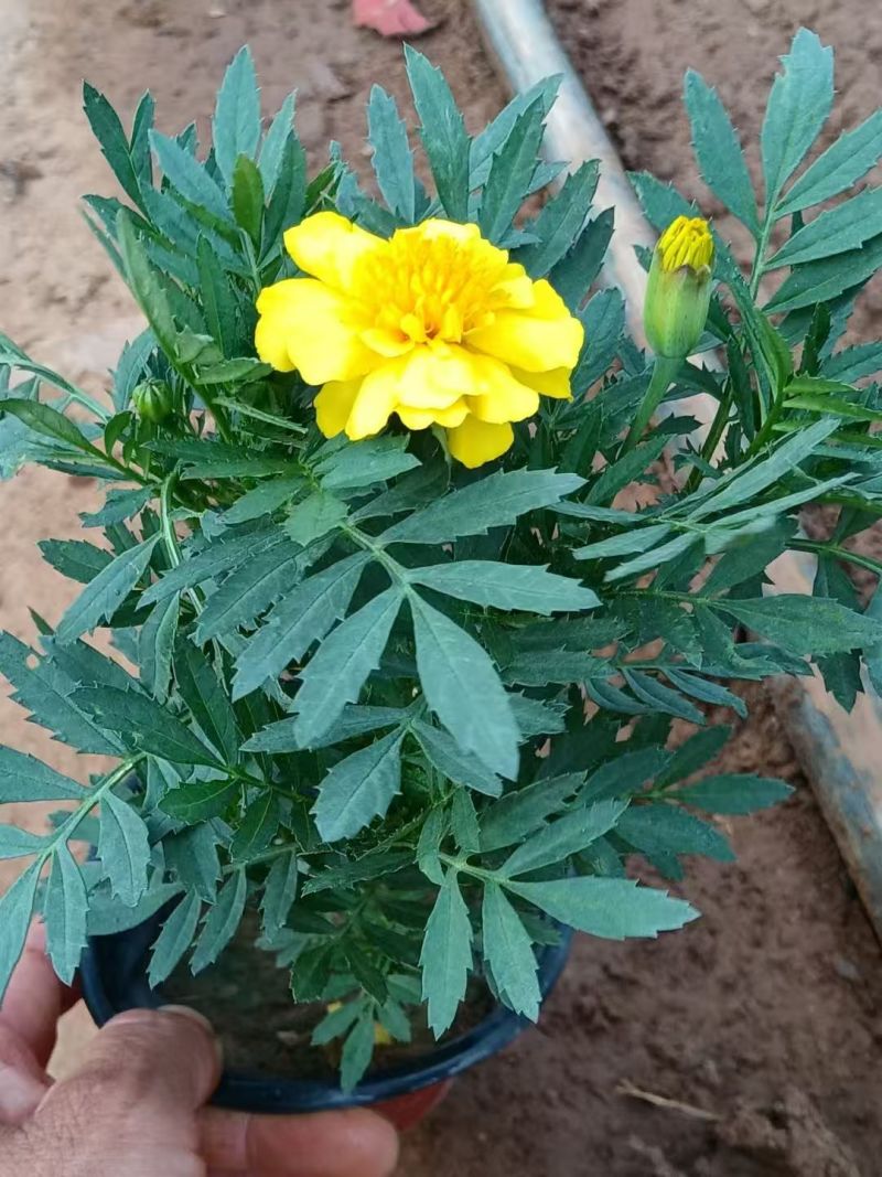 时令花卉，孔雀草，孔雀草黄色，孔雀草橙红色，
