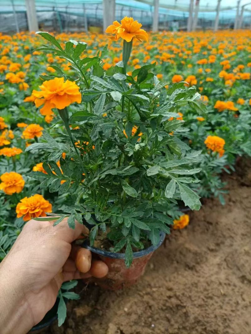 时令花卉，孔雀草，孔雀草黄色，孔雀草橙红色，