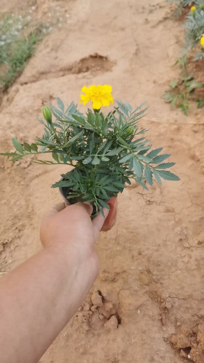 时令花卉，孔雀草，孔雀草黄色，孔雀草橙红色，