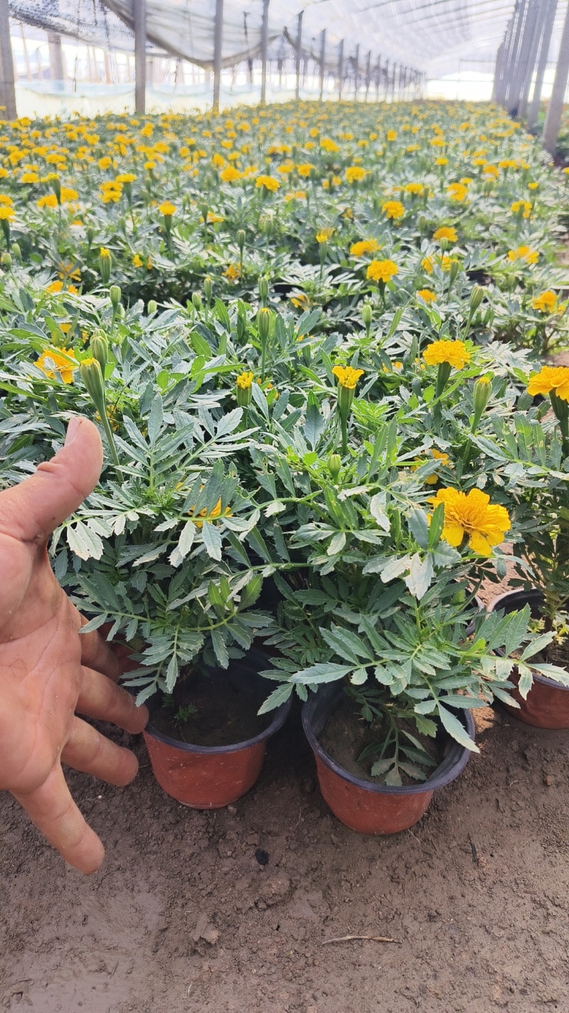 时令花卉，孔雀草，孔雀草黄色，孔雀草橙红色，
