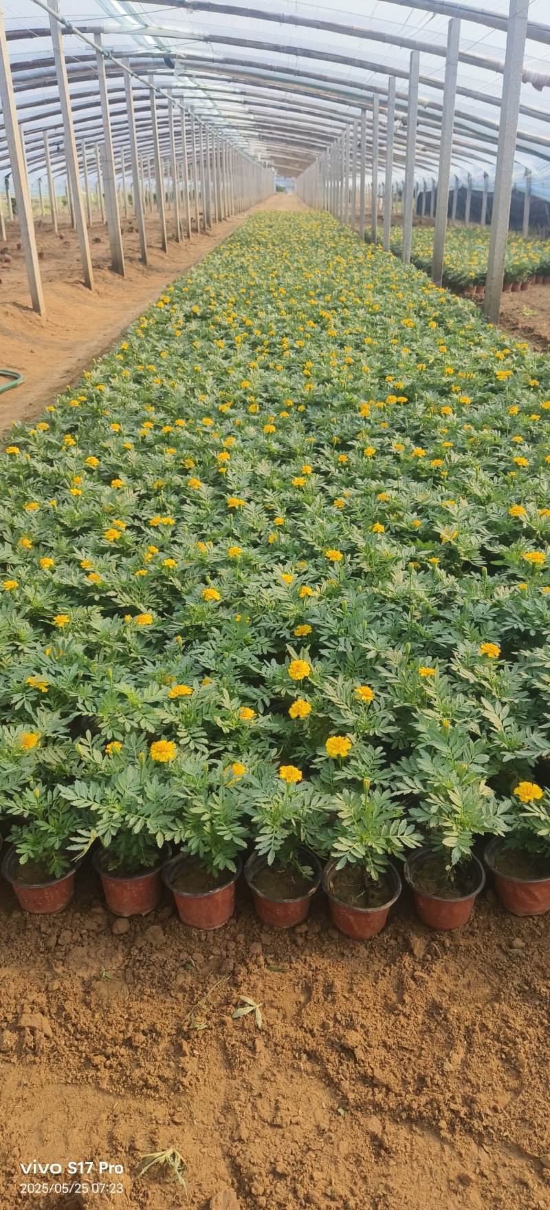 时令花卉，孔雀草，孔雀草黄色，孔雀草橙红色，