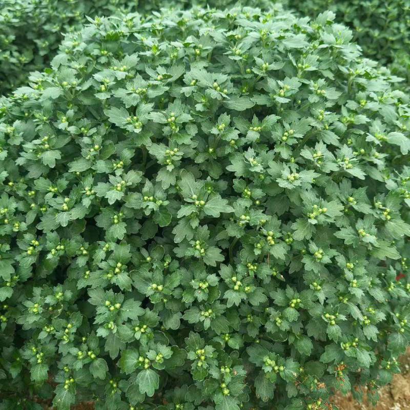 球菊，菊花，球菊，九月菊，千头菊，金丝菊，大菊花