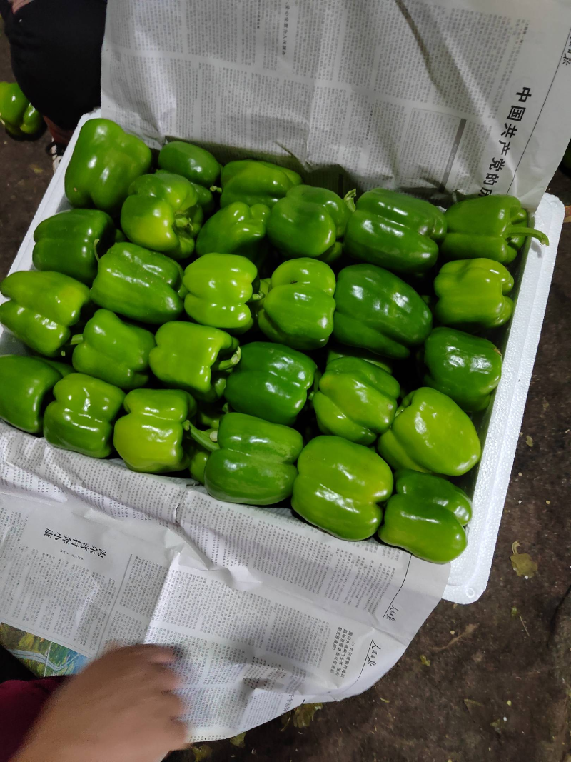 圆椒鲜辣椒河南内黄圆椒产地直发品质保障对接全国