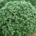 球菊，菊花，球菊，九月菊，千头菊，金丝菊，大菊花