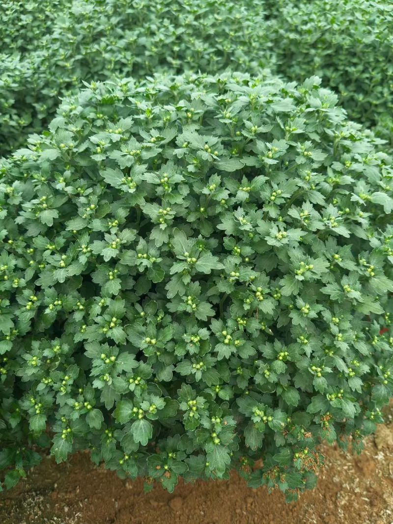 球菊，菊花，球菊，九月菊，千头菊，金丝菊，大菊花
