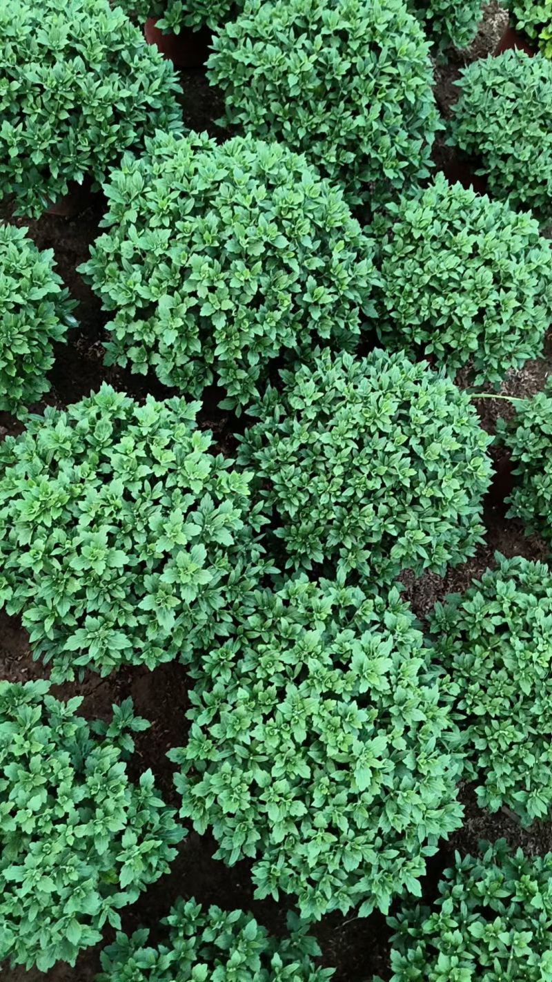 球菊，菊花，球菊，九月菊，千头菊，金丝菊，大菊花