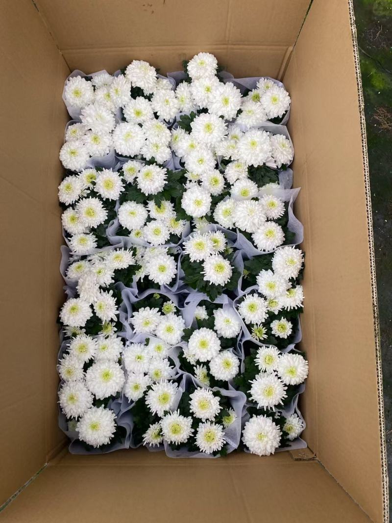 球菊，菊花，球菊，九月菊，千头菊，金丝菊，大菊花