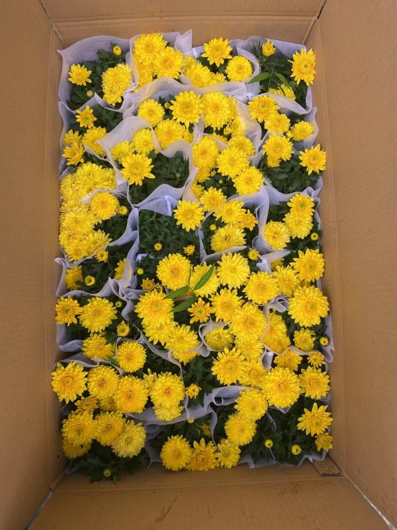 球菊，菊花，球菊，九月菊，千头菊，金丝菊，大菊花