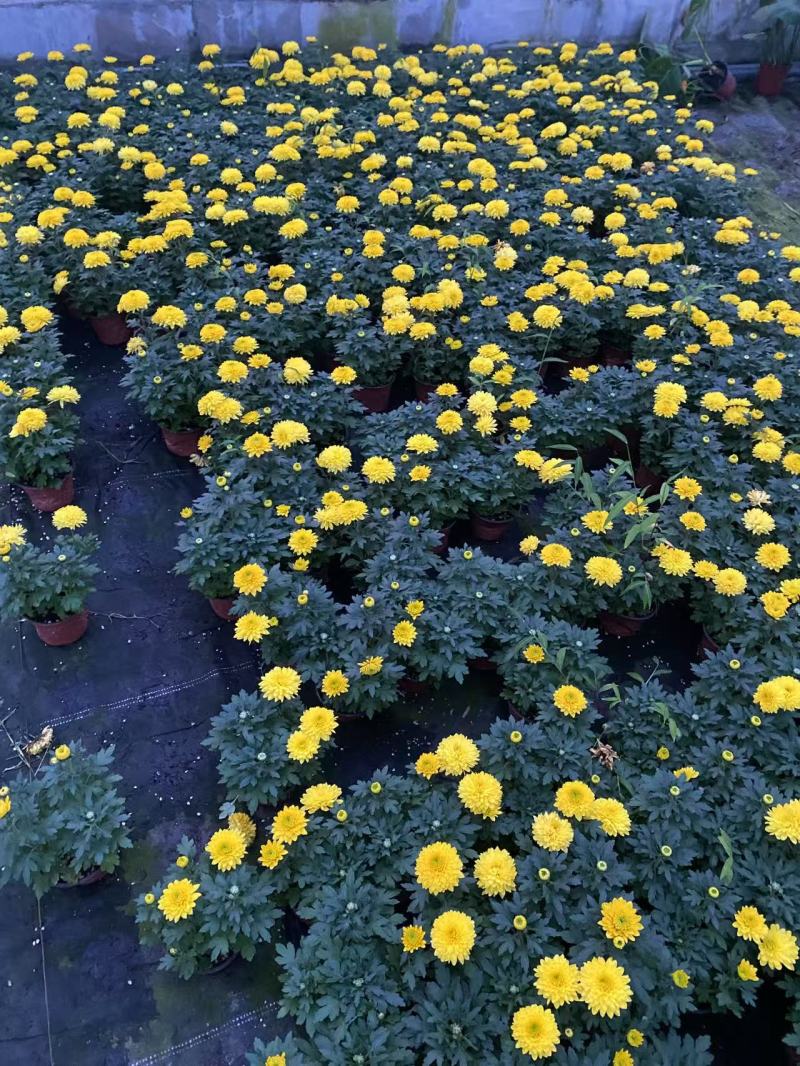 球菊，菊花，球菊，九月菊，千头菊，金丝菊，大菊花