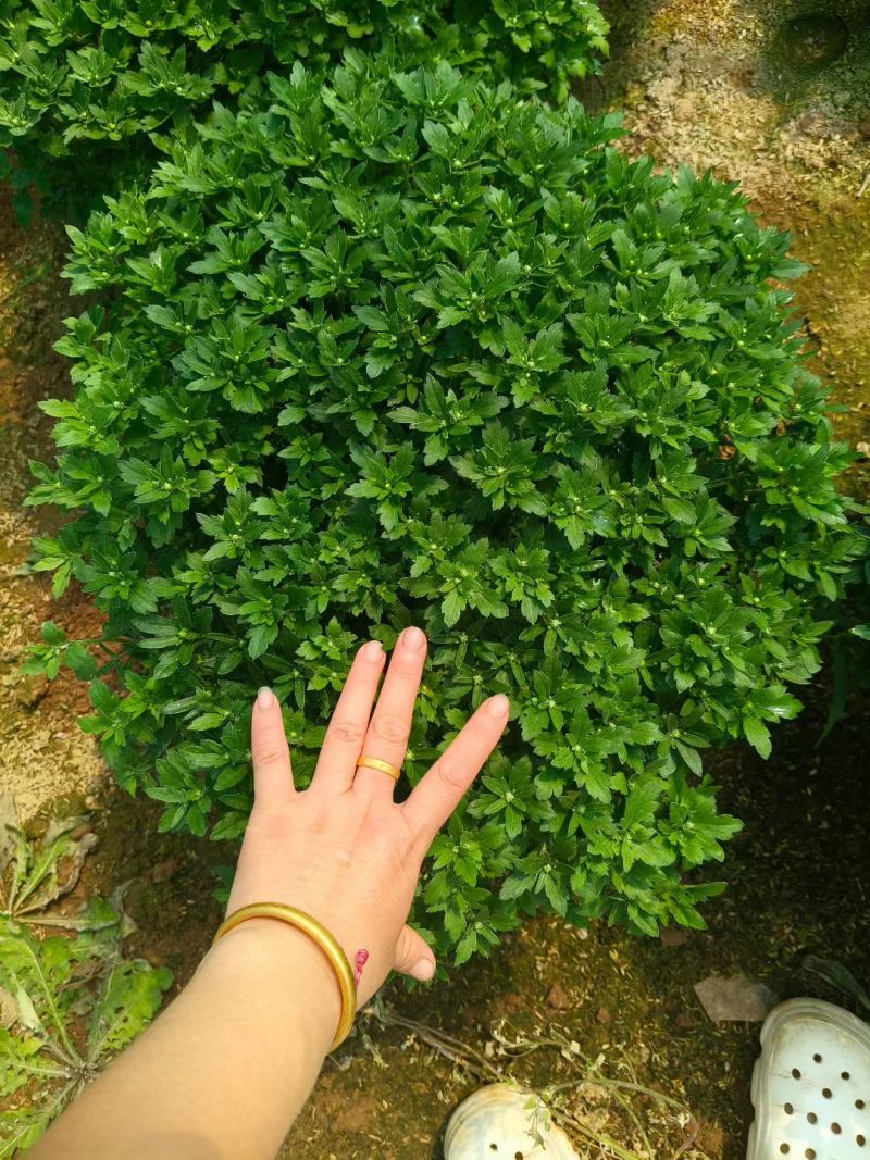 球菊，菊花，球菊，九月菊，千头菊，金丝菊，大菊花