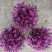 球菊，菊花，球菊，九月菊，千头菊，金丝菊，大菊花